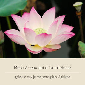 Une image contenant plante, pétale, texte, lotus  Description générée automatiquement